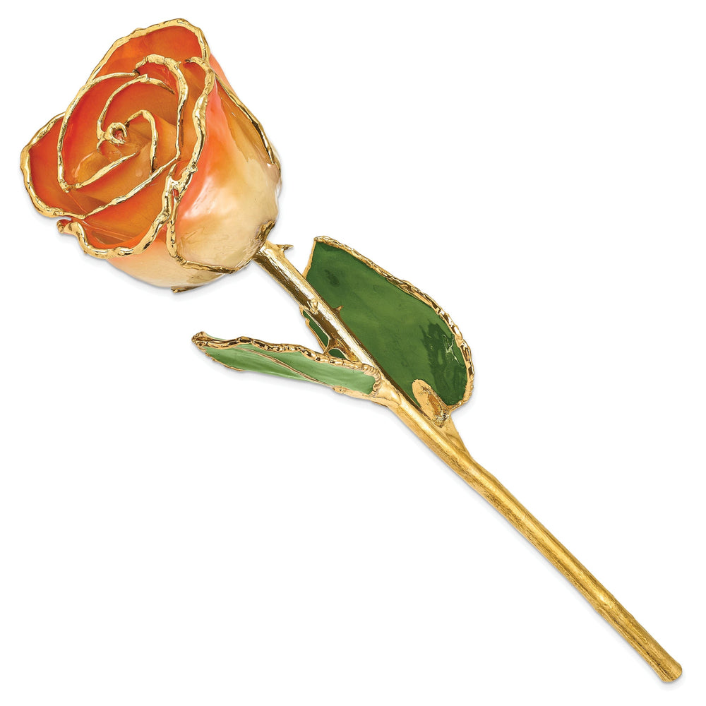 24k Gold Plated Trim White and Orange Rose