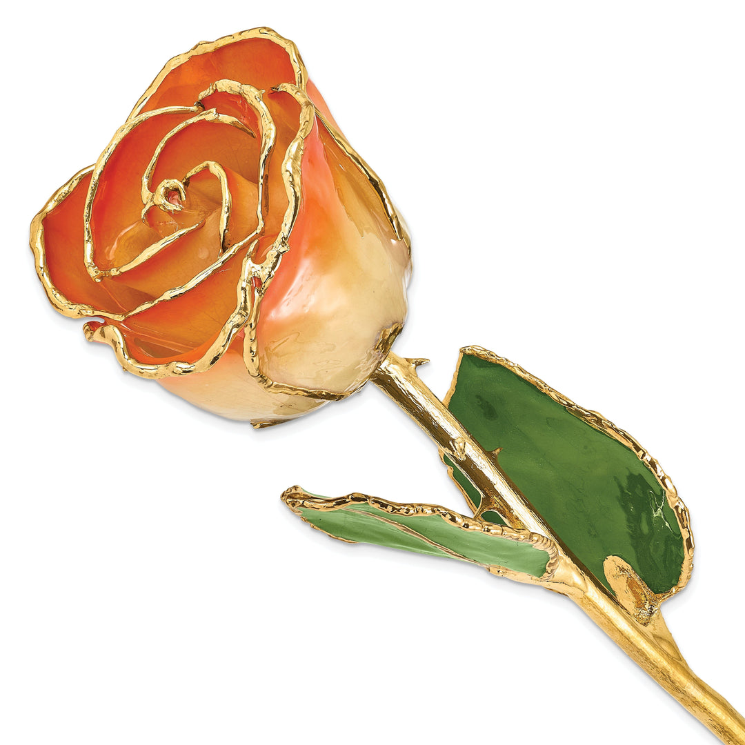 24k Gold Plated Trim White and Orange Rose