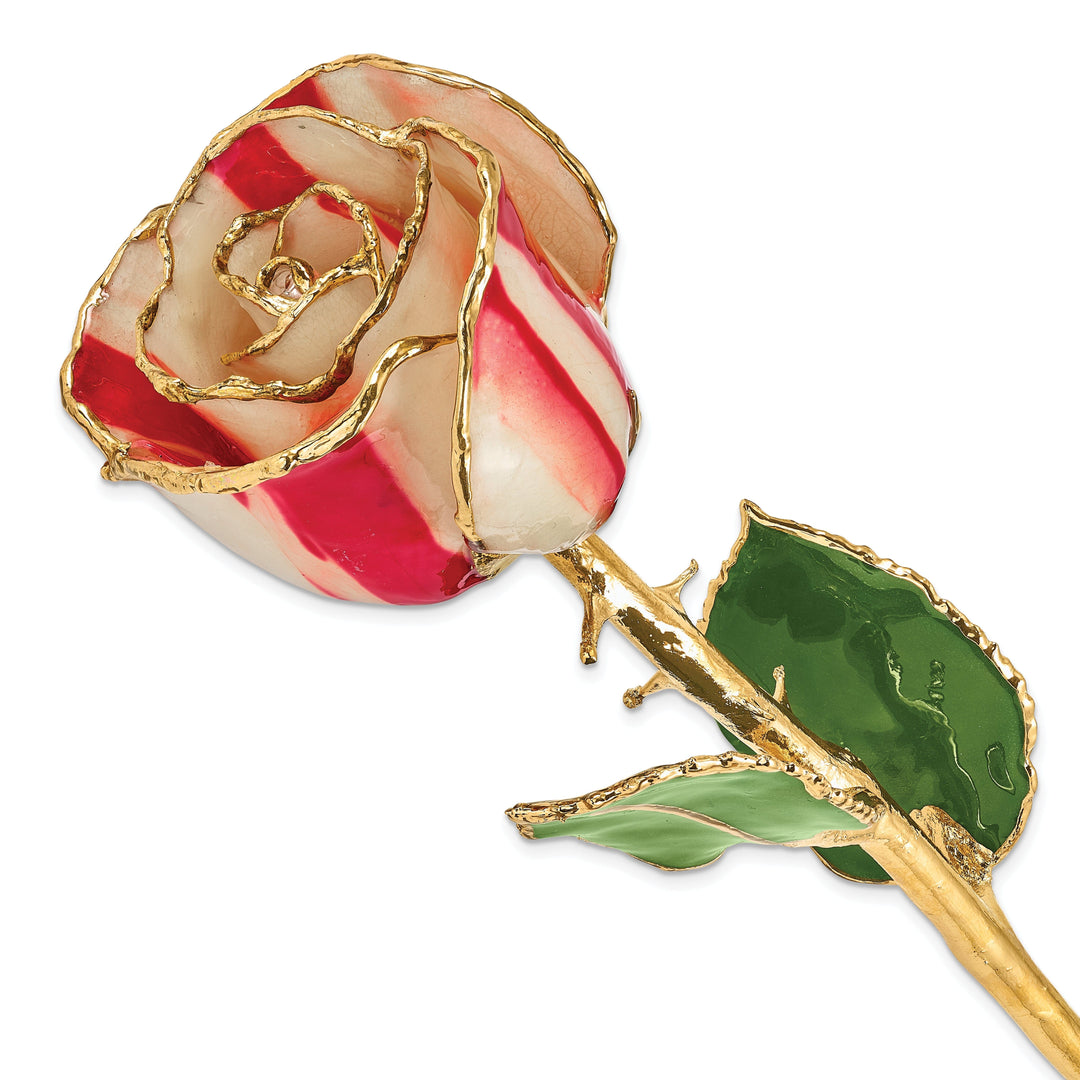 24k Gold Plated Trim Peppermint Rose