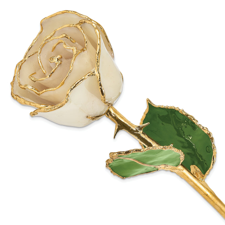 24k Gold Plated Trim White Rose