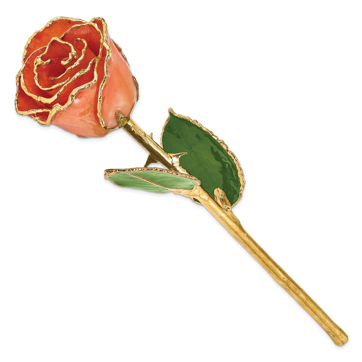 24k Gold Plated Trim Orange Rose