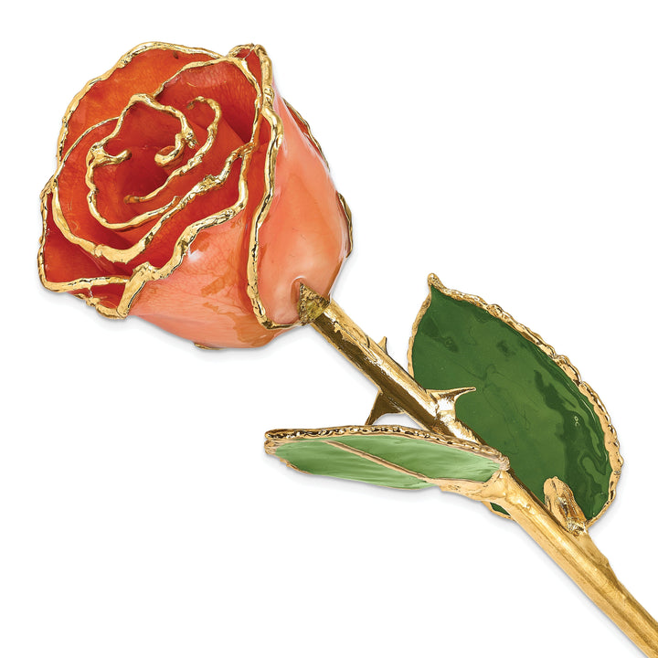 24k Gold Plated Trim Orange Rose