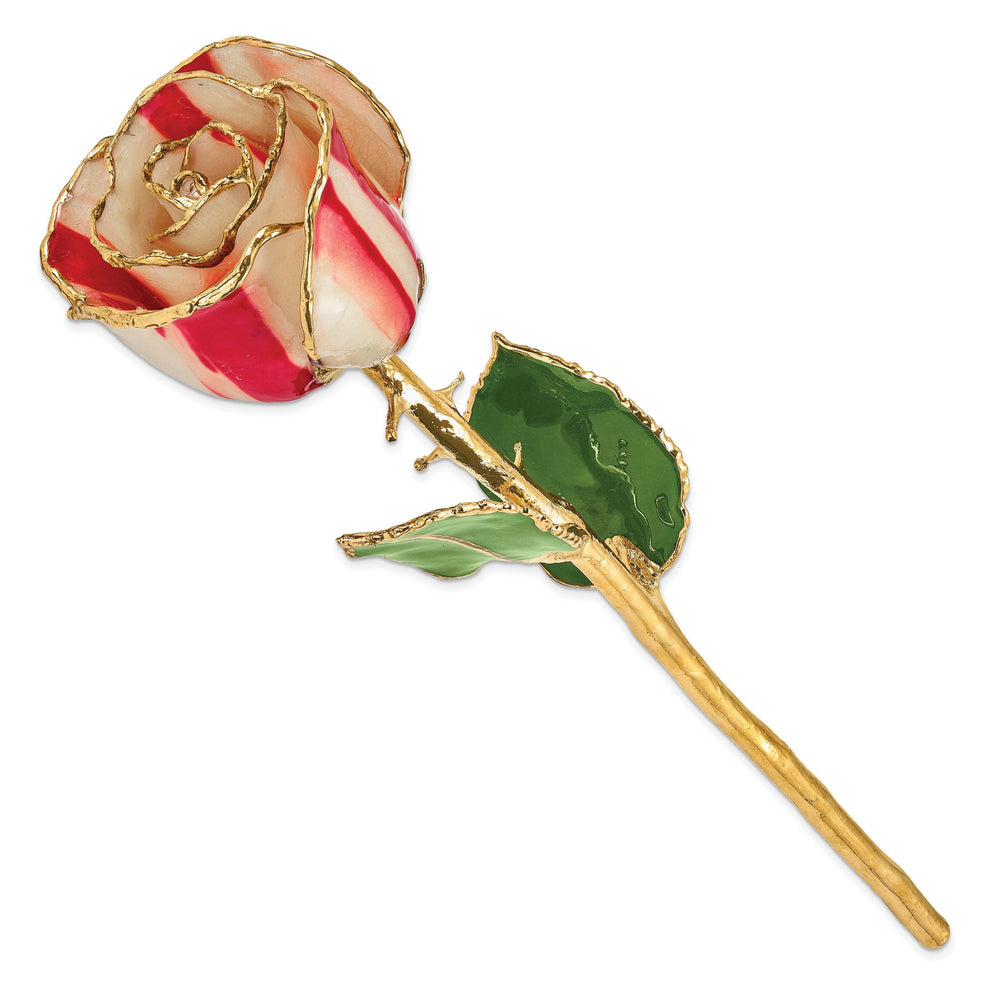 24k Gold Plated Trim Peppermint Rose