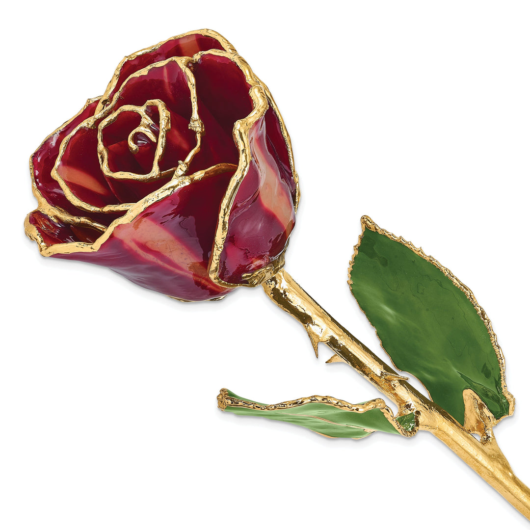 24k Gold Plated Trim Abracadabra Rose